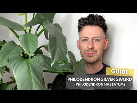 Philodendron Silver Sword (Philodendron Hastatum) Care Guide and Growing Tips