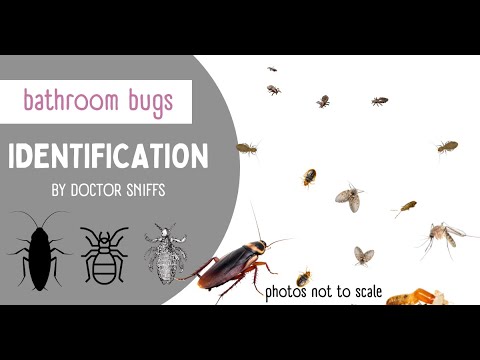 Bathroom Bugs Identification - 15 Bugs You Might Find In The Bathroom