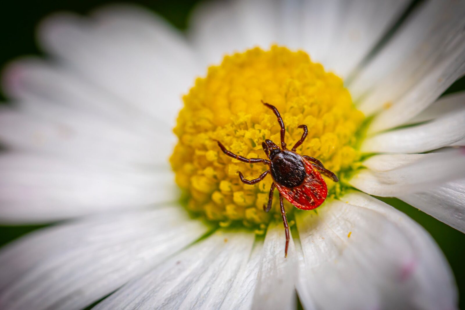 Ticks vs. Bed Bugs difference