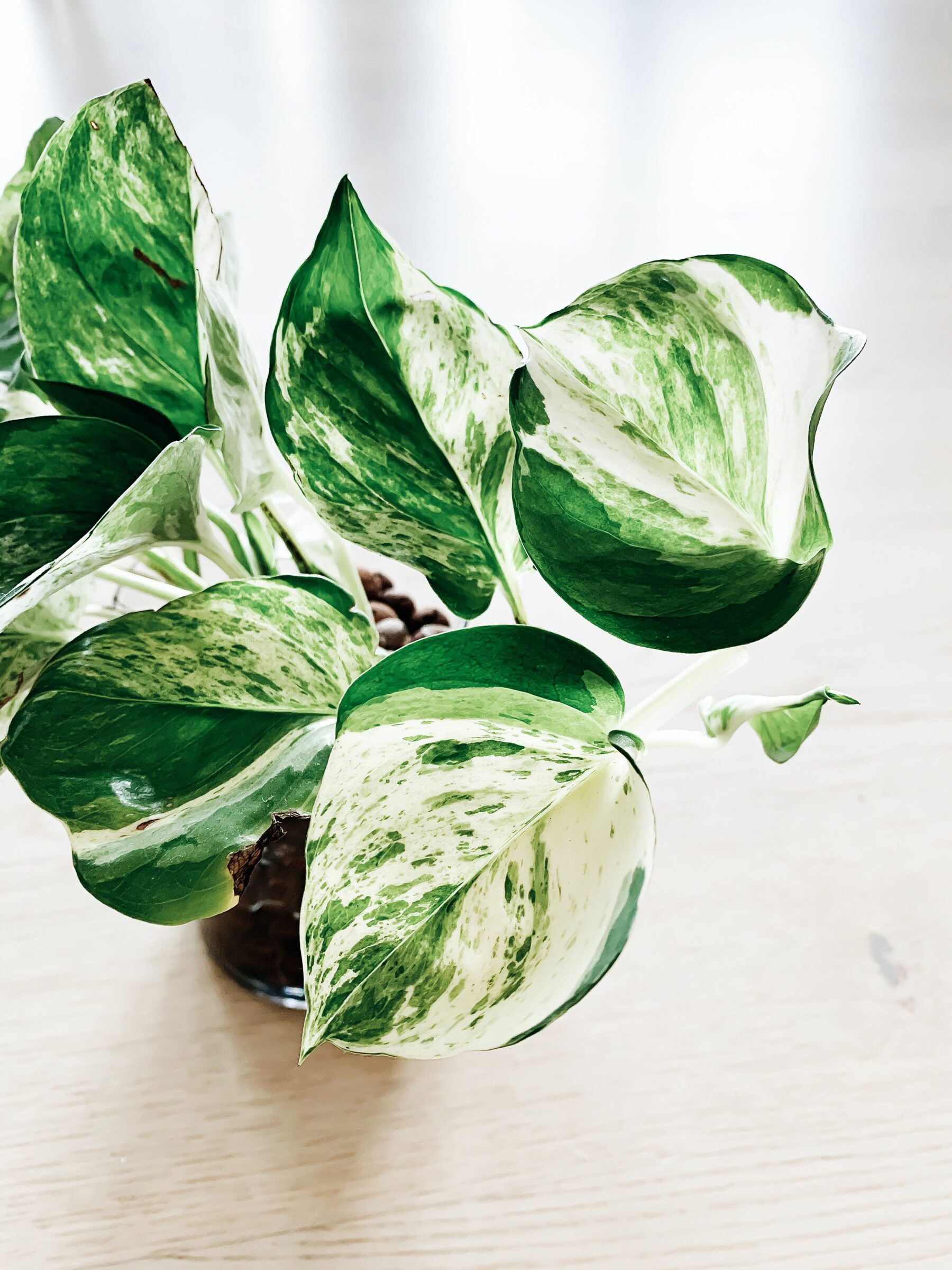 Manjula Pothos For Sale