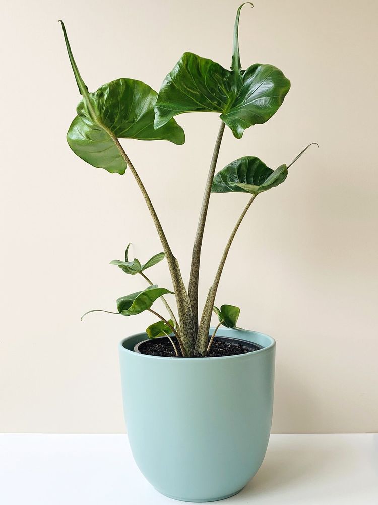 alocasia stingray