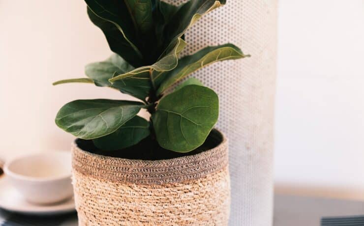 best soil for fiddle leaf fig