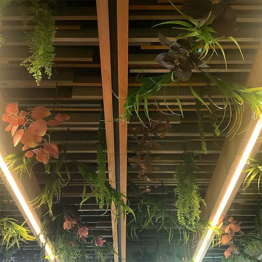 plants basement ceiling