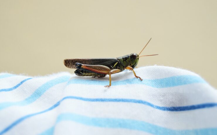 how to get rid of crickets in basement