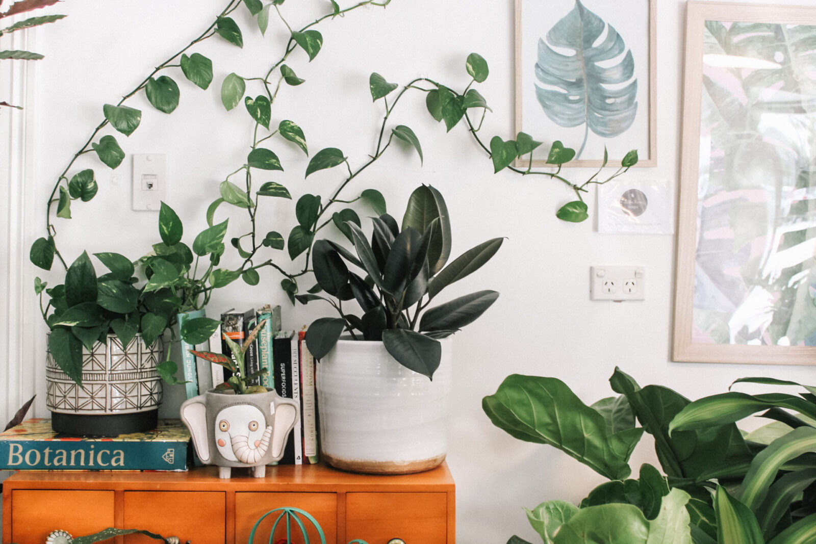 Accessorizing Your Home With Plants