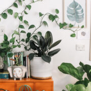 Accessorizing Your Home With Plants