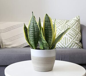 snake plant for home