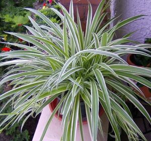 Spider Plant