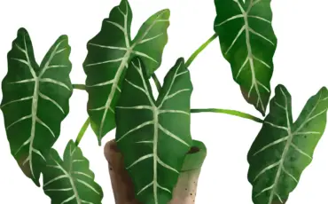Alocasia Jacklyn: How to Care and Grow