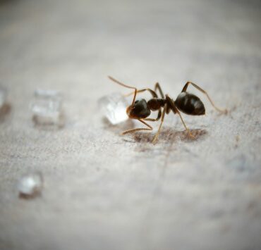 How to Get Rid of Sugar Ants in Kitchen