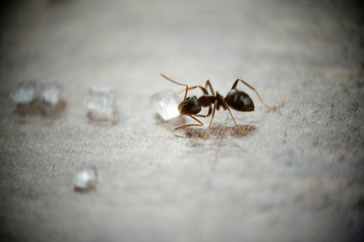 A Complete Guide: How to Get Rid of Sugar Ants in Kitchen?