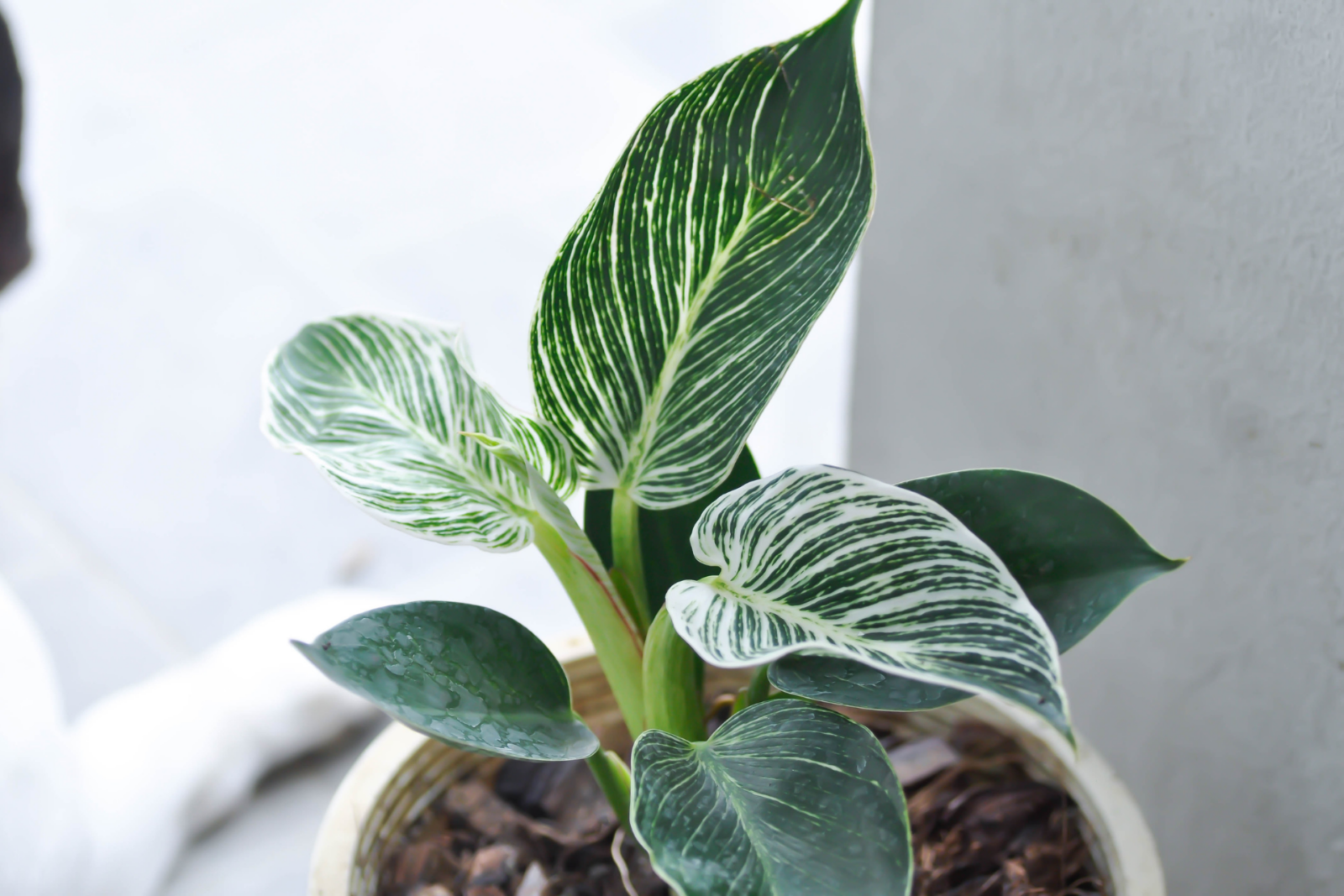 Philodendron Green care