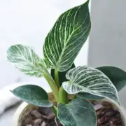 Philodendron Green care