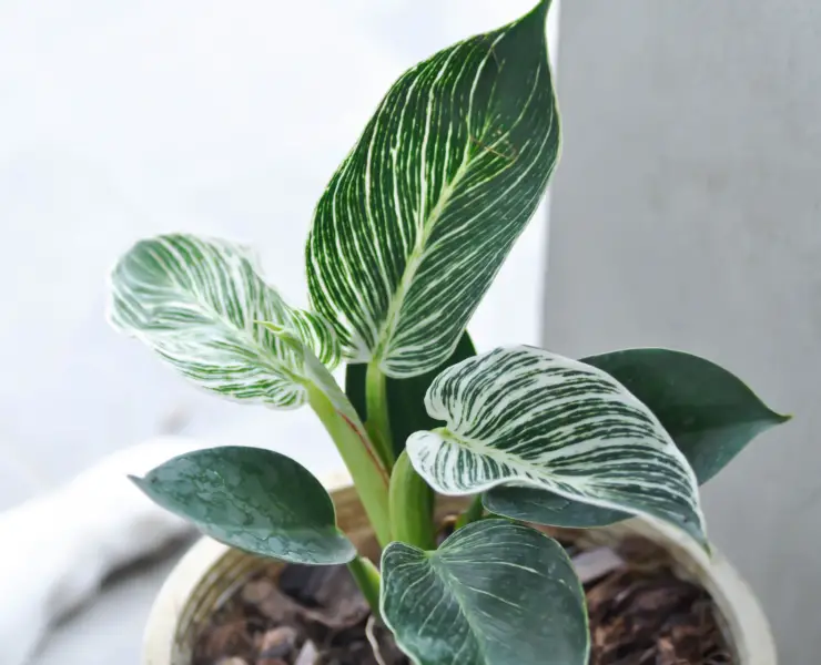 Philodendron Green care