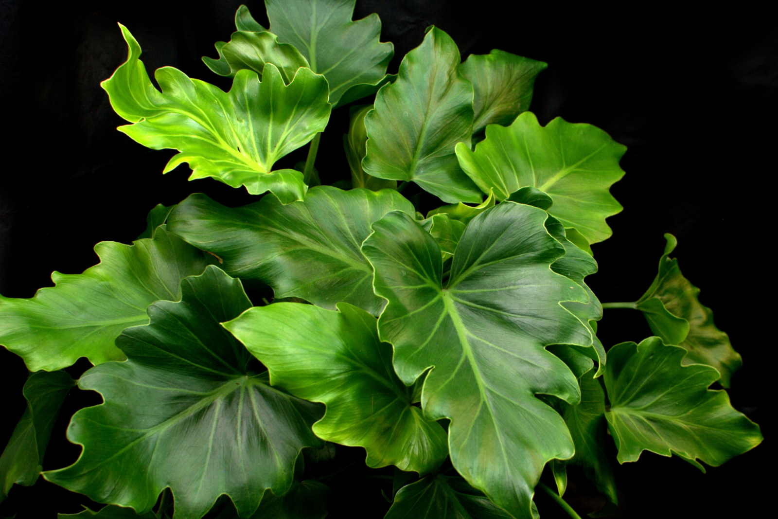 Philodendron Hope care