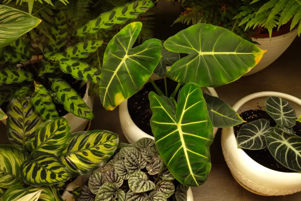 Philodendron Hope 
