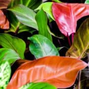 Philodendron-Prince-of-Orange
