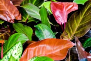 Philodendron-Prince-of-Orange