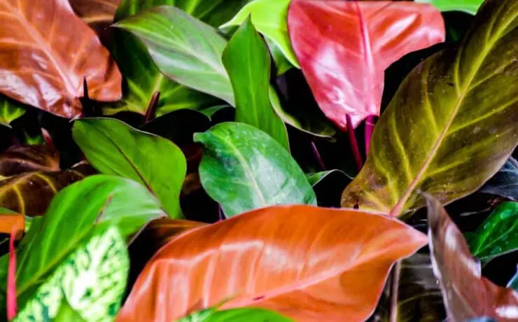 Philodendron-Prince-of-Orange