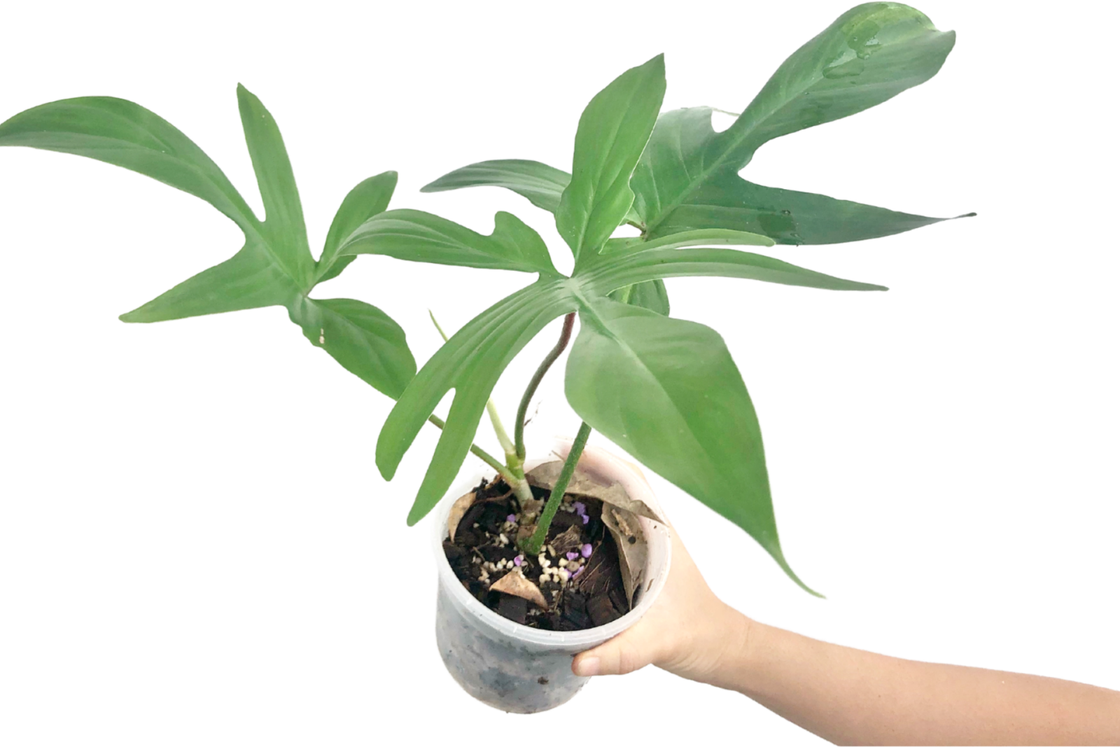 Philodendron Squamiferum care