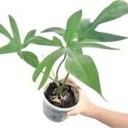 Philodendron Squamiferum care