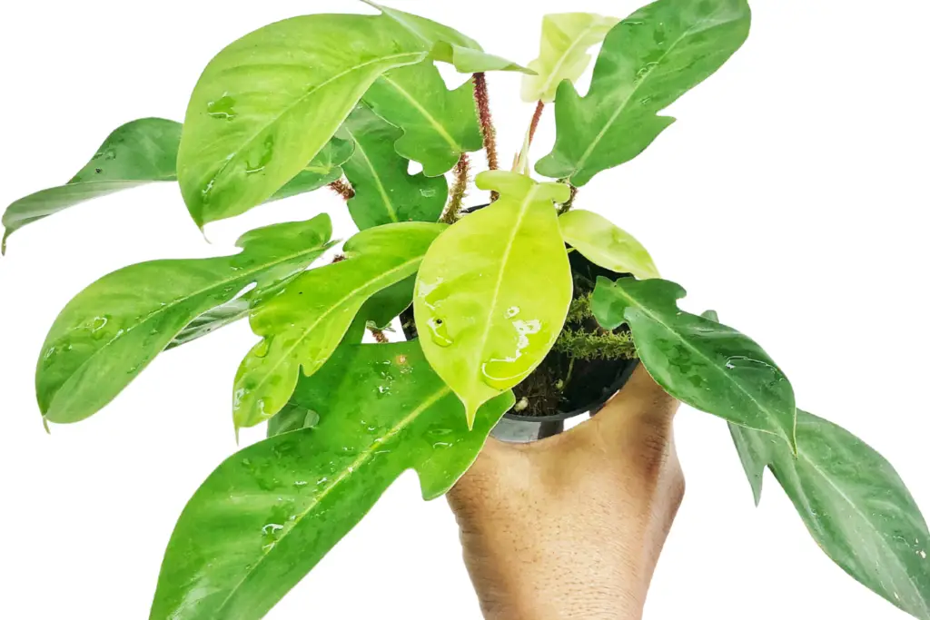 Philodendron Squamiferum care