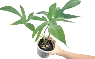 Philodendron Squamiferum: How to Grow and Care