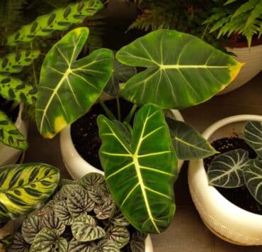 Philodendron-Types