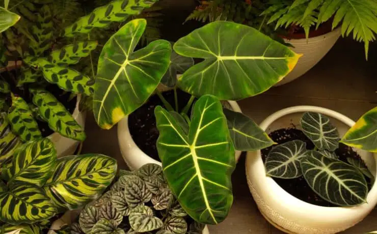 Philodendron-Types