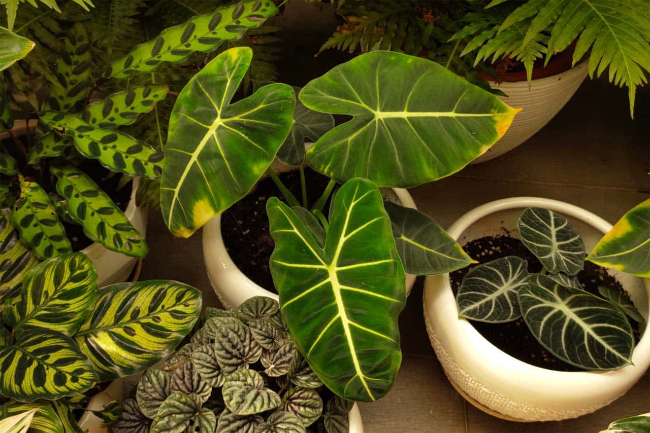 Philodendron-Types