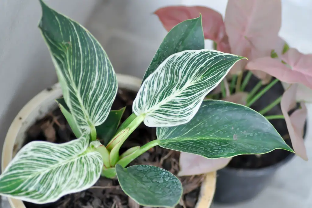 Philodendron Types list