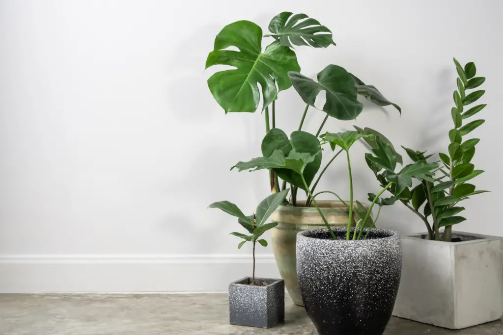 Philodendron Types list