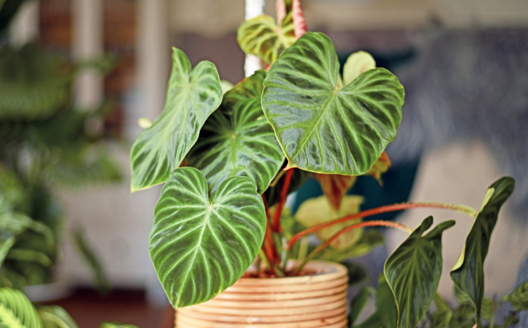 Philodendron Verrucosum care