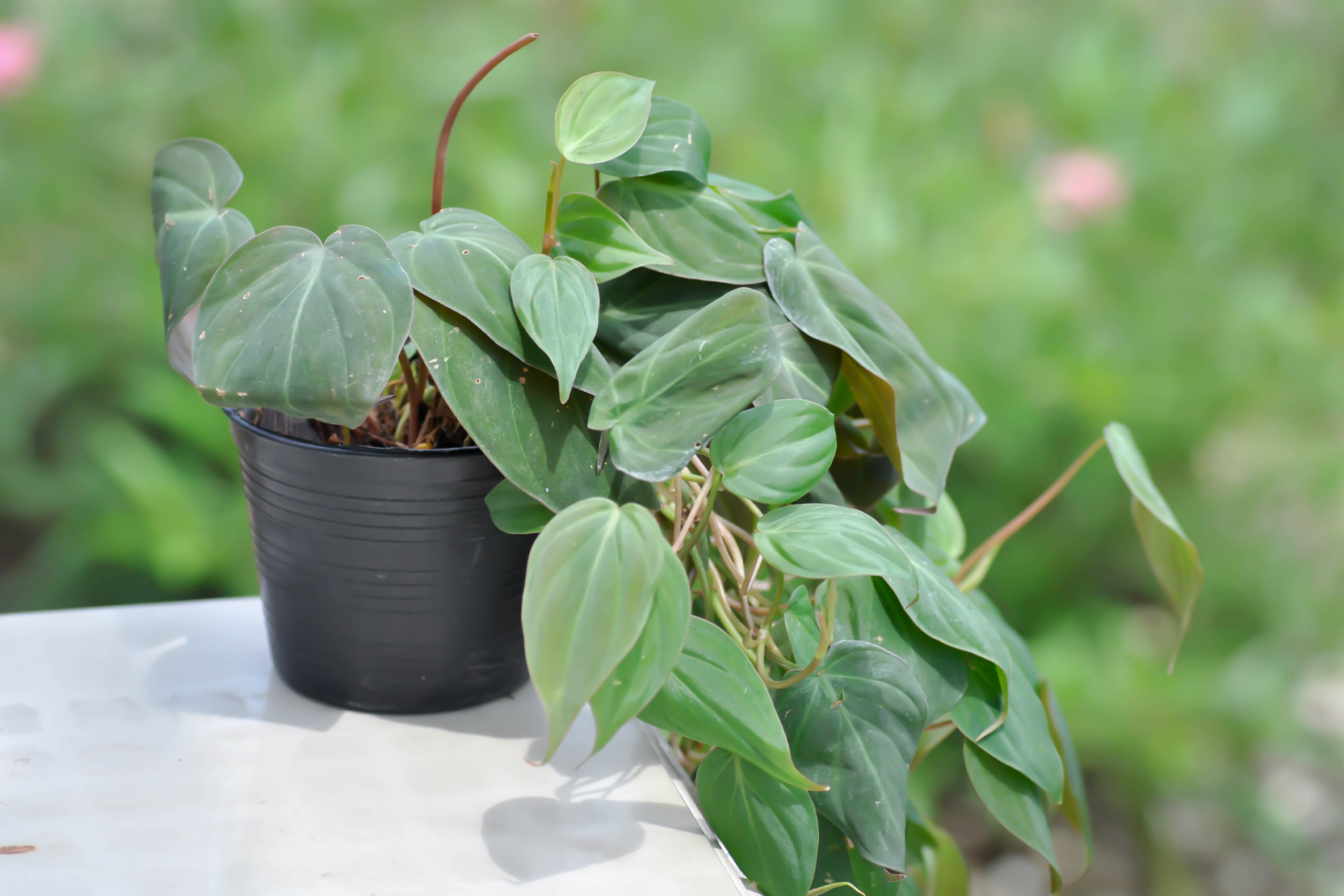 Silver Sword Philodendron care