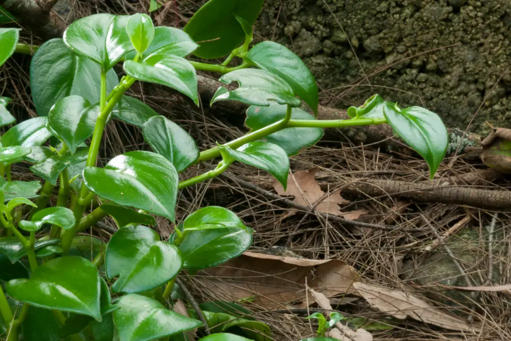 Silver Sword Philodendron care