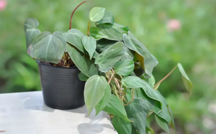 Silver Sword Philodendron care