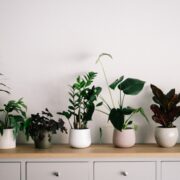 do indoor plants attract bugs