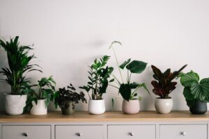 do indoor plants attract bugs