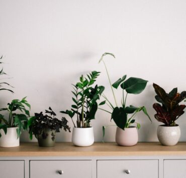 do indoor plants attract bugs