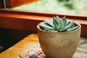 how often to fertilize indoor plants