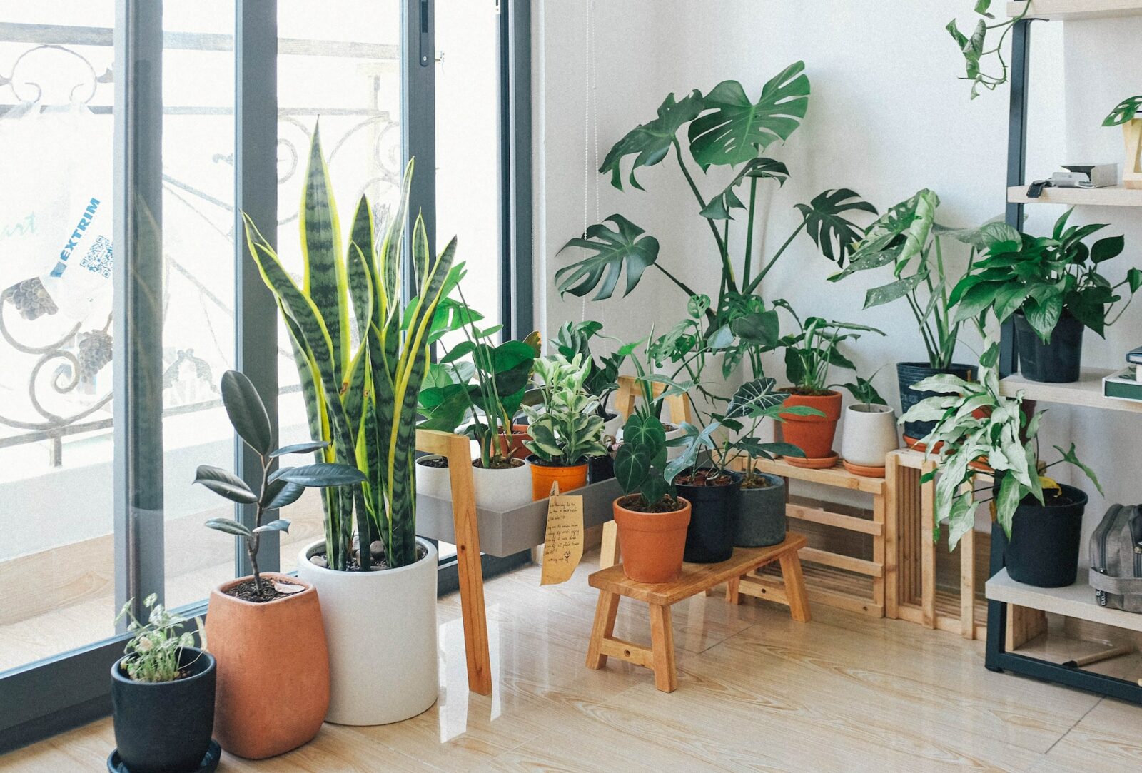 how to clean indoor plant leaves