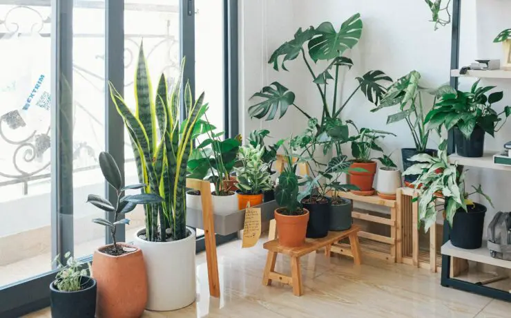 how to clean indoor plant leaves