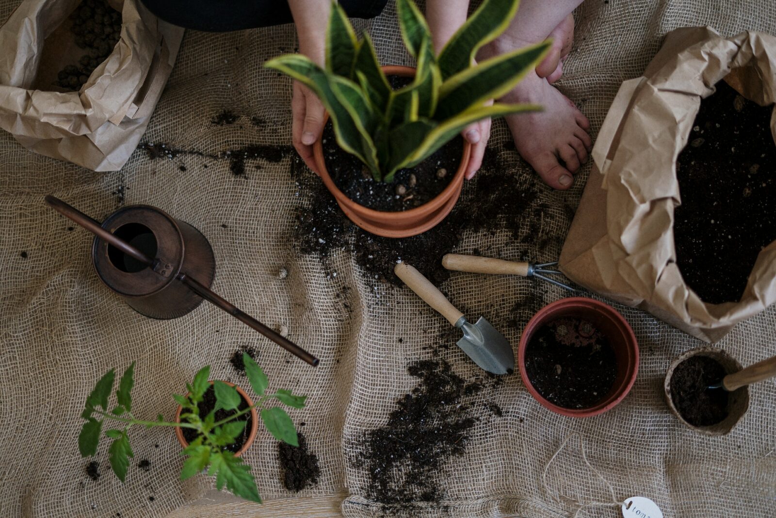 how to fertilize indoor plants