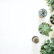 how to plant succulents indoor