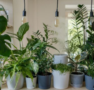 how to pollinate indoor plants