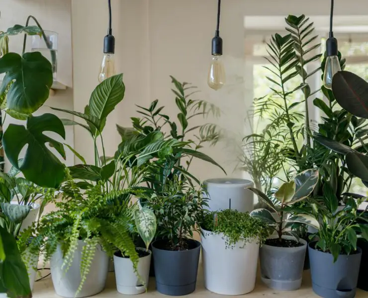 how to pollinate indoor plants
