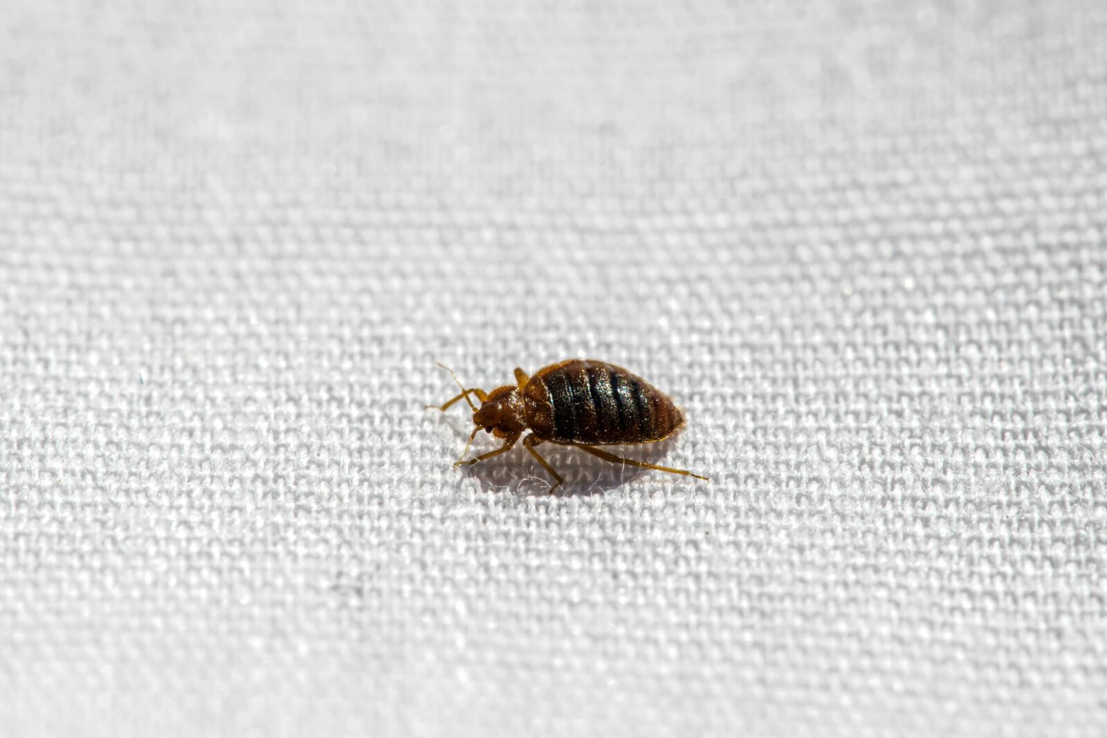 Small crawling bugs in bathroom