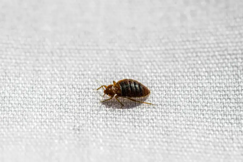 small-bugs-in-bathroom-identification-prevention-and-control