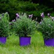 How to Care for Lavender Plant Indoors
