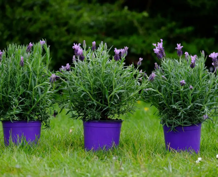How to Care for Lavender Plant Indoors